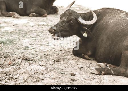 Afrikanischer Büffel (Syncerus Caffer), Erwachsene männliche Nahaufnahme, Mpumalanga. Slowakei Zoo Stockfoto