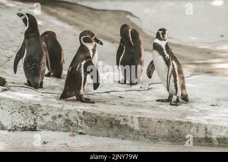 Humboldtpinguin, Spheniscus humboldti, vor steinernen Hintergrund stehend Stockfoto