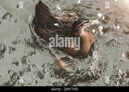 Stockente oder Wildente (Anas platyrhynchos), weibliche Bade, slowakischer Zoo Stockfoto