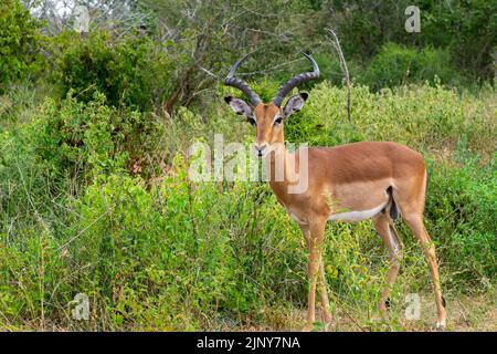 Impala im Krüger Nationalpark Stockfoto