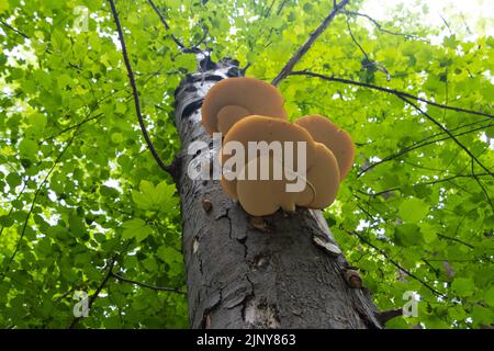 Auf einem Baum wachsender Orangenschürfpilz, auch Laetiporus sulfureus genannt Stockfoto