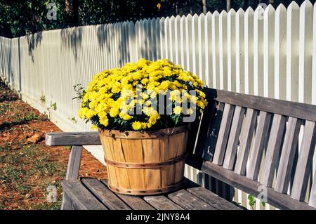 Herbstgelbe Mütter auf einer Bank mit einem weißen Pfostenzaun, Freehhold Township, New Jersey, NJ, USA Herbstpfostenzaun Stockfoto