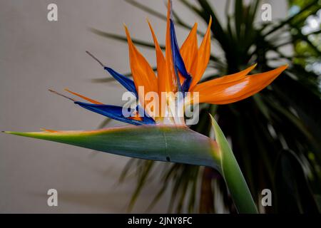 Blaue und orangefarbene Kranichblüte, auch bekannt als Paradiesvögel, Isigude, Strelitzia reginae oder Strelitzie Stockfoto