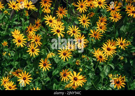 Die wunderschöne, blühende Rudbeckia hirta, die man auch als Schwarzäugige Susan bezeichnet – gelbe Blüten, die im Garten wachsen Stockfoto