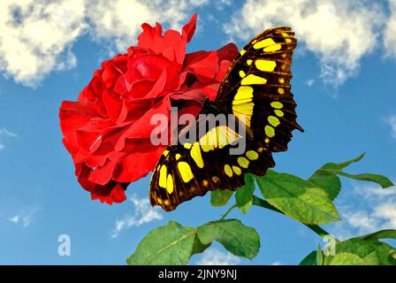 Rose lateinischer Name Rosa Don Juan mit einem gelben Schmetterling lateinischer Name Philaethria dido auf einer Blume Stockfoto