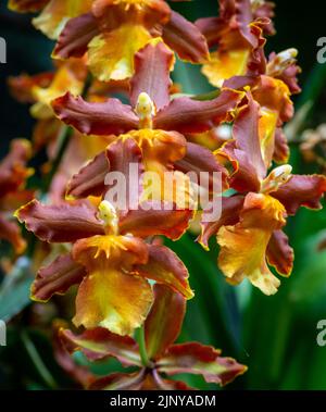 Burrageara Orchidee - Orange Cambria Catatante Orchidee, blühend mit grünem Hintergrund - Nahaufnahme. Selektiver Fokus Stockfoto