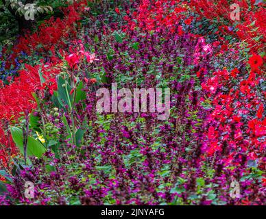 Blühende Wiesengärten. Mehrfarbige Blüten im Herbst. Mehrfarbiger Blumenbereich. Stockfoto