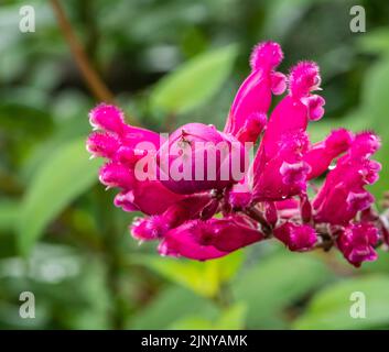 salvia involucrata boutin Blume. Roseleaf Salbei, rosa Blume. Selektiver Fokus. Salbei Mit Rosenblatt Stockfoto