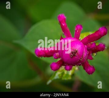 salvia involucrata boutin Blume. Roseleaf Salbei, rosa Blume. Selektiver Fokus. Salbei Mit Rosenblatt Stockfoto