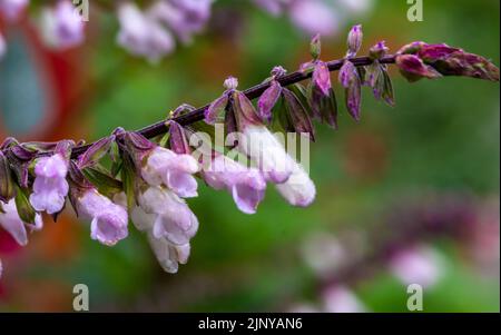 spanische Salbeiblume (Salvia lavandulifolia). Lavendelsalbei. Selektiver Fokus Stockfoto