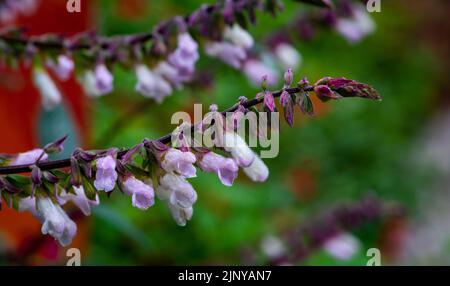 spanische Salbeiblume (Salvia lavandulifolia). Lavendelsalbei. Selektiver Fokus Stockfoto