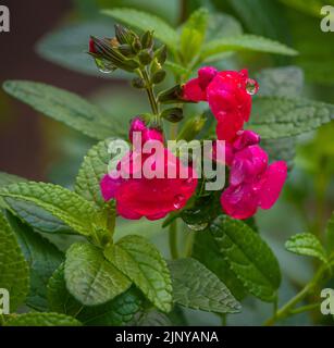 Selektiver Fokus von Salbei, Graham's Salbei oder Salbei mit schwarzer Johannisbeere (Salvia microphylla) mit verschwommenem Hintergrund. Nahaufnahme Stockfoto