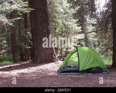 Campingplatz mit grünem Zelt im Redwood-Wald Stockfoto