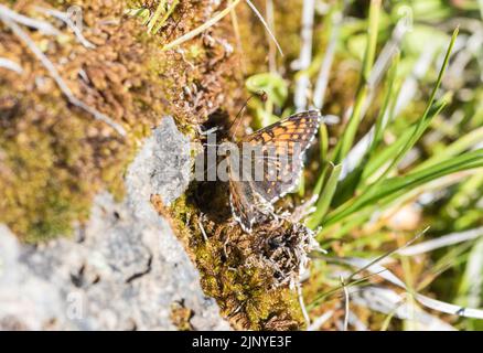 Schlammpfütze mit falschem Heidenfritillar (Melitaea diamina) Stockfoto