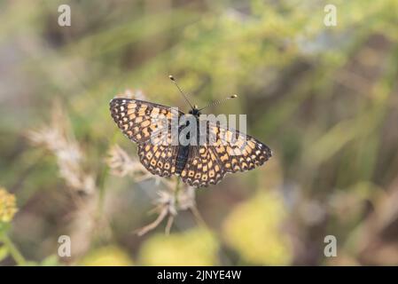 Glanville Fritillary (Melitaea Cinxia) Stockfoto