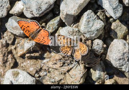 Fritillär mit Schlammpfützen (Melitaea athalia) Stockfoto