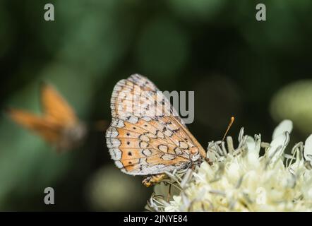 Füttern von Marschfritillären (Efydryas aurinia) Stockfoto