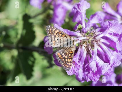 Füttern von Marschfritillären (Efydryas aurinia) Stockfoto