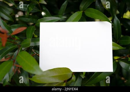 Ein Stück leeres Papier auf grünem Laub Stockfoto