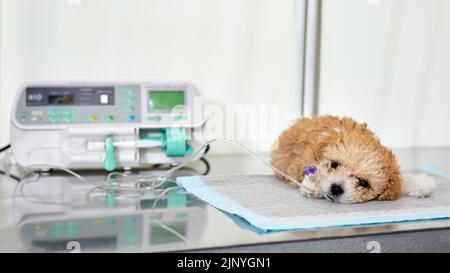 Eine Krankheit Maltipoo Welpe liegt auf einem Tisch in einer Tierklinik mit einem Katheter in der Pfote, durch den die Medizin mit Infusionspumpe geliefert wird Stockfoto