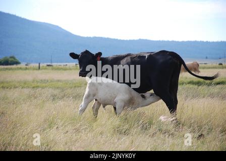 Kälberpflege von Mutter auf einer Ranch in Kalifornien. Stockfoto