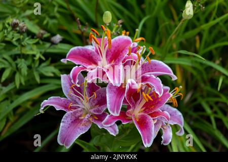 Stargazer Lily. Orientalische Lilien sind bekannt für ihr entzückendes Parfüm und ihre extravaganten Blüten im mittleren bis späten Sommer Stockfoto