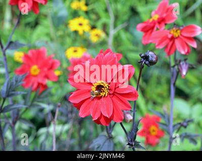 Bischof von Llandaff Dahlien, mit Biene, der krautigen Grenze. Schlossanlage / Bute Park, Cardiff Centre. Sommer 2022. August Stockfoto