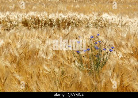 Kornblumenbusch wächst als Unkraut im Gerstenfeld im Juni, goldener Hintergrund Stockfoto