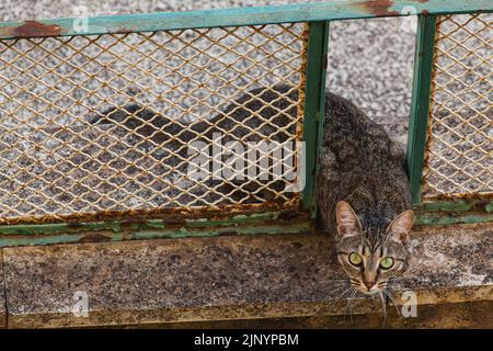 Eine grauhaarige streunende Katze mit weiten Augen, die durch die Lücke guckt, die aus zwei Balken eines rostigen Metallzauns besteht, der grün und weiß auf einem künstlichen Steinzaun gemalt ist Stockfoto