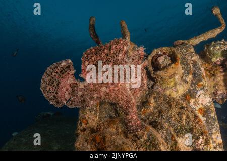 Fische schwimmen im Roten Meer, bunte Fische, Eilat Israel Stockfoto