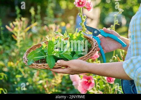 Ernte von Minzblättern, Frauenhänden mit Beschneiter und Weidenplatte im Garten Stockfoto