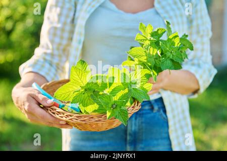 Ernte von Minzblättern, Frauenhänden mit Beschneiter und Weidenplatte im Garten Stockfoto