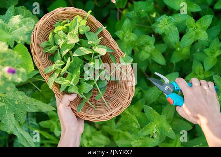 Ernte von Minzblättern, Frauenhänden mit Beschneiter und Weidenplatte im Garten Stockfoto