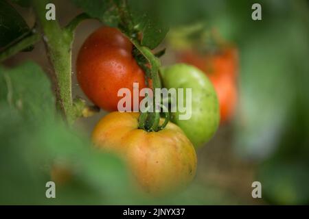 Tomaten aus nächster Nähe. Reife Tomaten auf Ästen unter natürlichen Bedingungen. Stockfoto