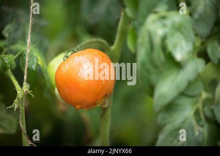 Tomaten aus nächster Nähe. Reife Tomaten auf Ästen unter natürlichen Bedingungen. Stockfoto