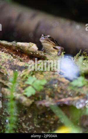 Gewöhnlicher Frosch, der am Rande eines Gartenteiches auf dem Baumstamm sitzt - Großbritannien Stockfoto