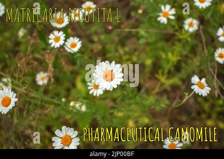 Kamillenblüten MATRICARIA RECUTITA L. Pharmazeutische Kamille. Heilpflanze Kamille, blühend. Stockfoto
