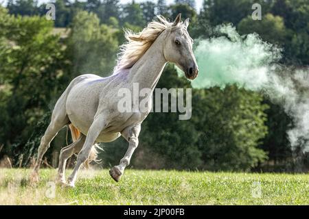 Porträt eines weißen arabischen Pferdes, das im Sommer im Freien über eine Weide galoppiert. Im Hintergrund ist eine Wolke aus farbigem Pulver zu sehen Stockfoto