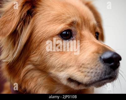 Porträt eines roten Mischlingshundes Stockfoto