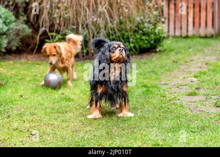 Schwarz und tan Kavalierkönig charles Spaniel spielt mit Mischlingshund im Garten. Stockfoto