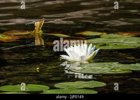 Issaquah, Washington, USA. Duftende Seerose, Nymphaea odorata, gilt in diesem Gebiet als ein giftiges Unkraut der Klasse C. Stockfoto