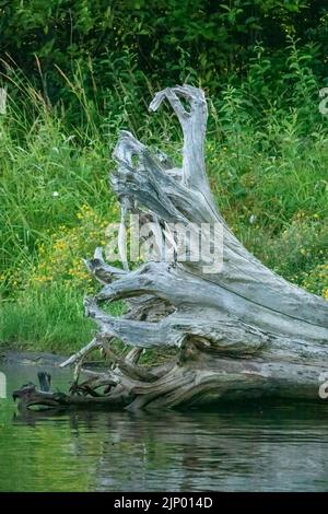 Issaquah, Washington, USA. Gefallener Baum am Ufer des Lake Sammamish mit Spiegelung. Stockfoto