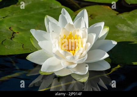 Issaquah, Washington, USA. Duftende Seerose, Nymphaea odorata, gilt in diesem Gebiet als ein giftiges Unkraut der Klasse C. Stockfoto