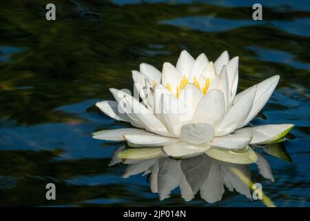 Issaquah, Washington, USA. Duftende Seerose, Nymphaea odorata, gilt in diesem Gebiet als ein giftiges Unkraut der Klasse C. Stockfoto