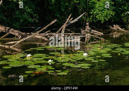 Issaquah, Washington, USA. Duftende Seerose, Nymphaea odorata, gilt in diesem Gebiet als ein giftiges Unkraut der Klasse C. Stockfoto