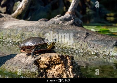 Issaquah, Washington, USA. Gemalte Schildkröte, die auf einem Baumstamm sonnen. Stockfoto