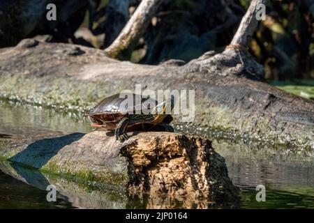 Issaquah, Washington, USA. Gemalte Schildkröte, die auf einem Baumstamm sonnen. Stockfoto