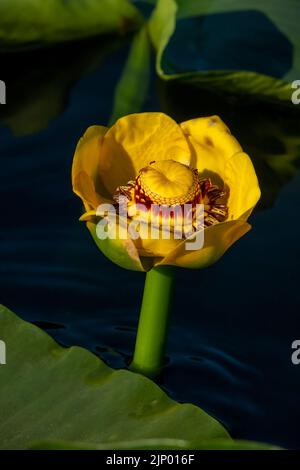 Issaquah, Washington, USA. Nahaufnahme einer großen gelben Teichlilie oder Wokas (Nuphar polysepala) Blume. Sie ist leicht an ihren großen Floati zu erkennen Stockfoto