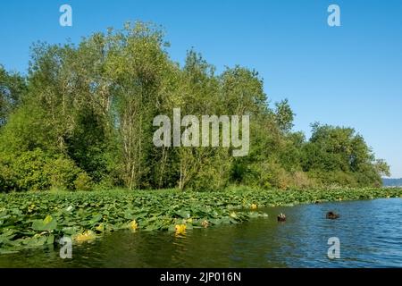 Issaquah, Washington, USA. Landschaftlich reizvoll mit großen gelben Teichlilien oder Wokas (Nuphar polysepala). Er ist leicht an seinem großen schwimmenden Lev zu erkennen Stockfoto