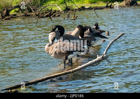 Issaquah, Washington, USA. Herde kanadischer Gänse, die auf einem untergetauchten Baumstamm in Lake Sammamish stehen, sich aufwärmen und/oder schlafen. Stockfoto